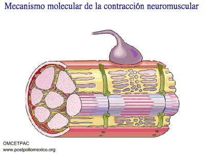 omcetpac