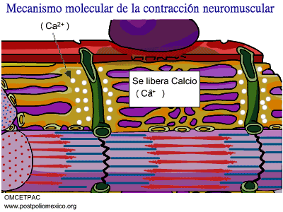 omcetpac