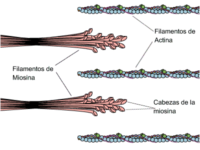 omcetpac