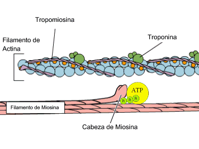 omcetpac