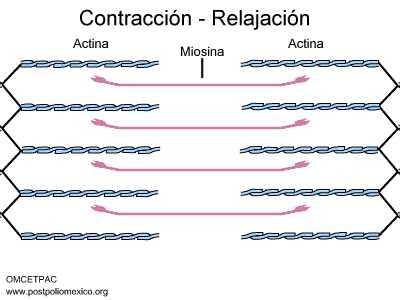 omcetpac