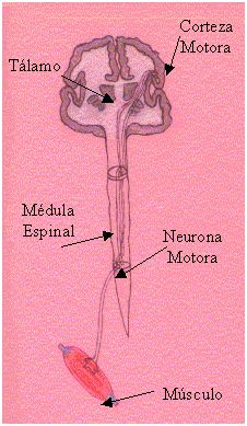 omcetpac
