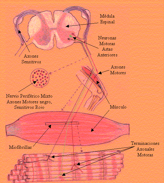 omcetpac