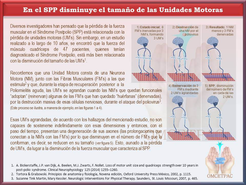 http://www.postpoliomexico.org/SPPTamanoUnidadesMotoras.jpg